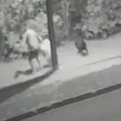 Câmera flagra ataque de cães no Tropical; mulher foi vítima na segunda-feira em outro bairro