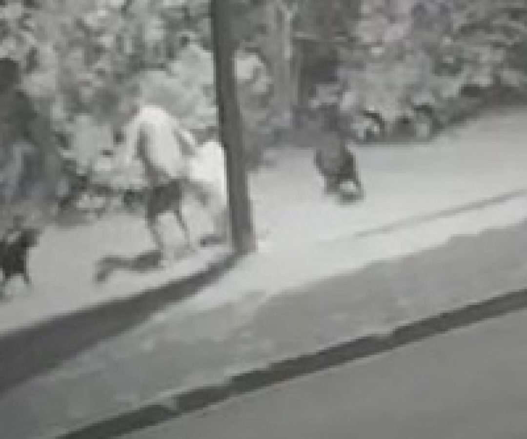 Câmera flagra ataque de cães no Tropical; mulher foi vítima na segunda-feira em outro bairro