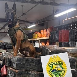 Crime sofre prejuízo de R$ 300 milhões no Paraná; e a culpa é dos cães