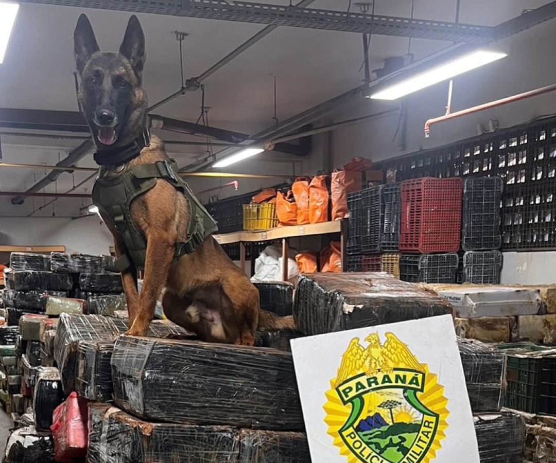 Crime sofre prejuízo de R$ 300 milhões no Paraná; e a culpa é dos cães