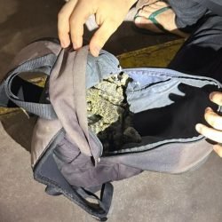 Homem é flagrado com cobras e jacarés escondidos em mochilas no Paraná