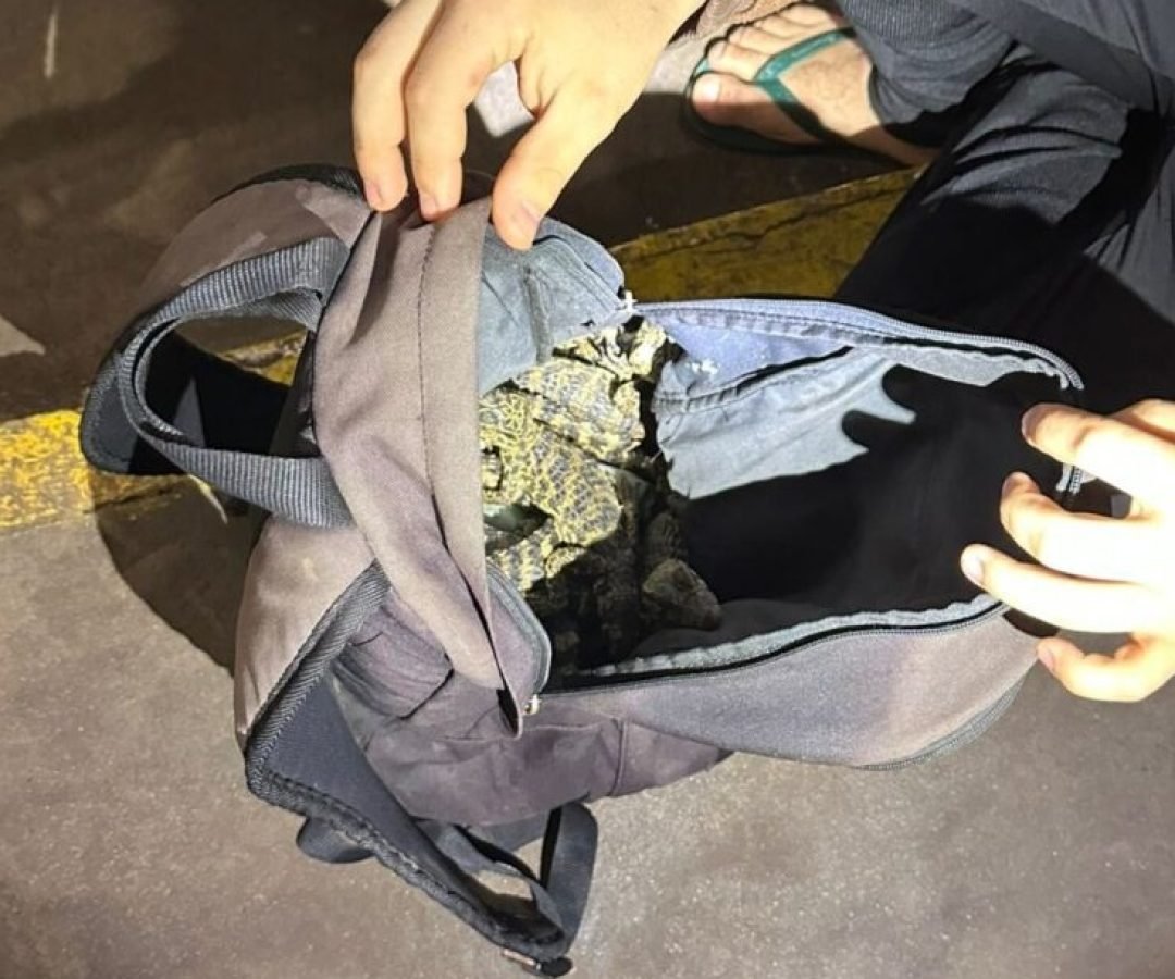 Homem é flagrado com cobras e jacarés escondidos em mochilas no Paraná