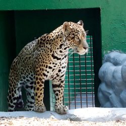 Novo recinto dos grandes felinos reforça compromisso de Cascavel com o bem-estar animal