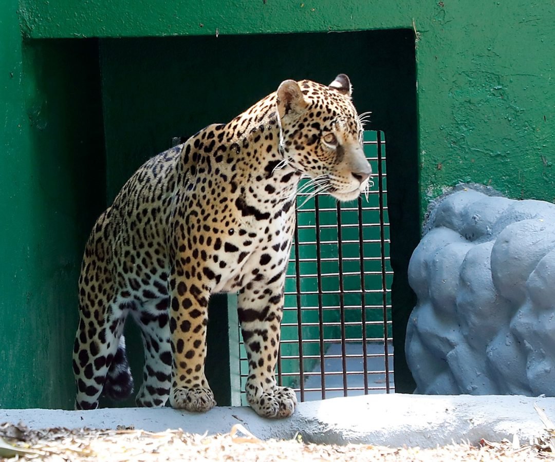 Novo recinto dos grandes felinos reforça compromisso de Cascavel com o bem-estar animal