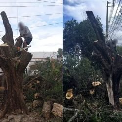 Homem é preso ao ser flagrado cortando árvore sem autorização, volta ao local para terminar o serviço após ser liberado e é preso novamente, no Paraná