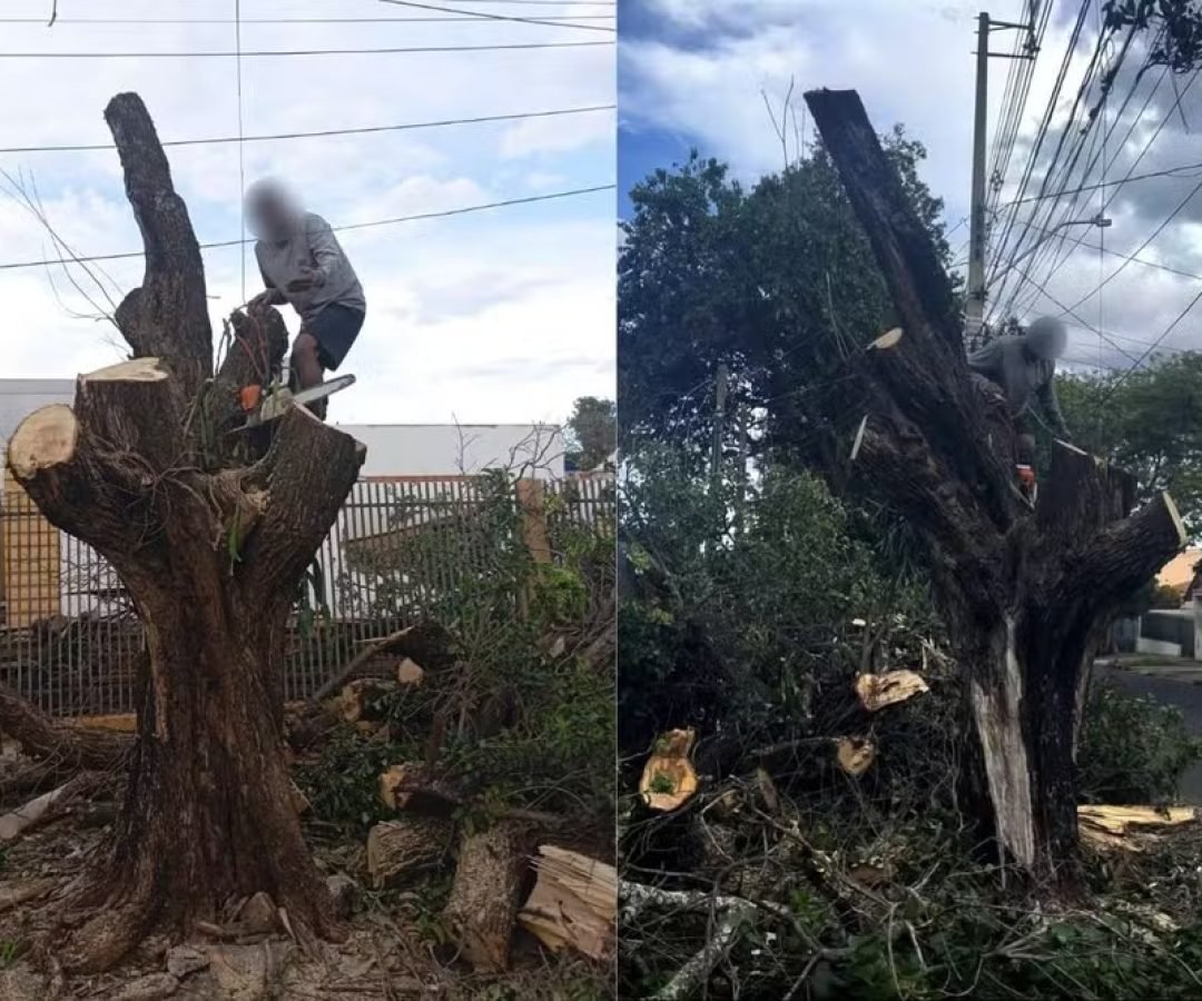 Homem é preso ao ser flagrado cortando árvore sem autorização, volta ao local para terminar o serviço após ser liberado e é preso novamente, no Paraná