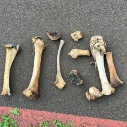 Busca por vestígios humanos em Santa Helena termina após médico do Samu identificar ossada de suíno