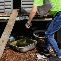 Casos e mortes de dengue caem mais de 80% no Paraná; Saúde mantém alerta para prevenção