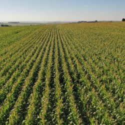 Área do milho na primeira safra cresce 31% no Paraná e será recorde na segunda