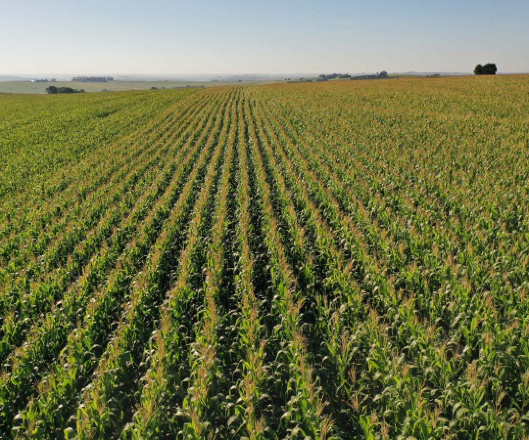 Área do milho na primeira safra cresce 31% no Paraná e será recorde na segunda