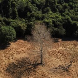 amazonia-desmatamento-e1752104582689.webp.jpeg