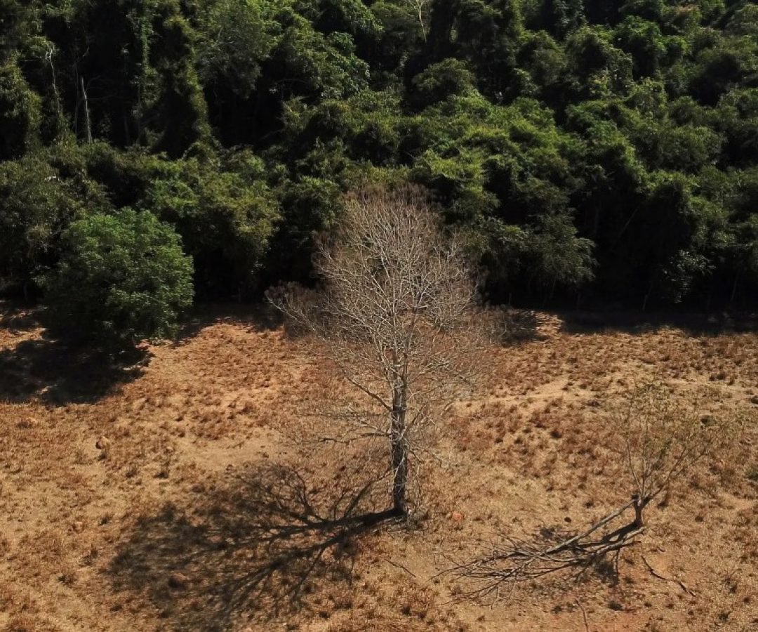amazonia-desmatamento-e1752104582689.webp.jpeg