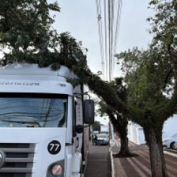 Árvore cai sobre caminhão no centro de Cascavel