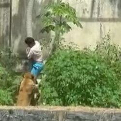 Homem morre após invadir recinto de leoa em João Pessoa