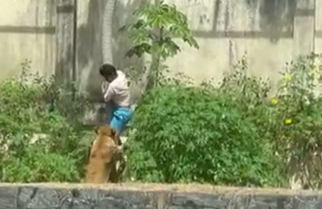 Homem morre após invadir recinto de leoa em João Pessoa