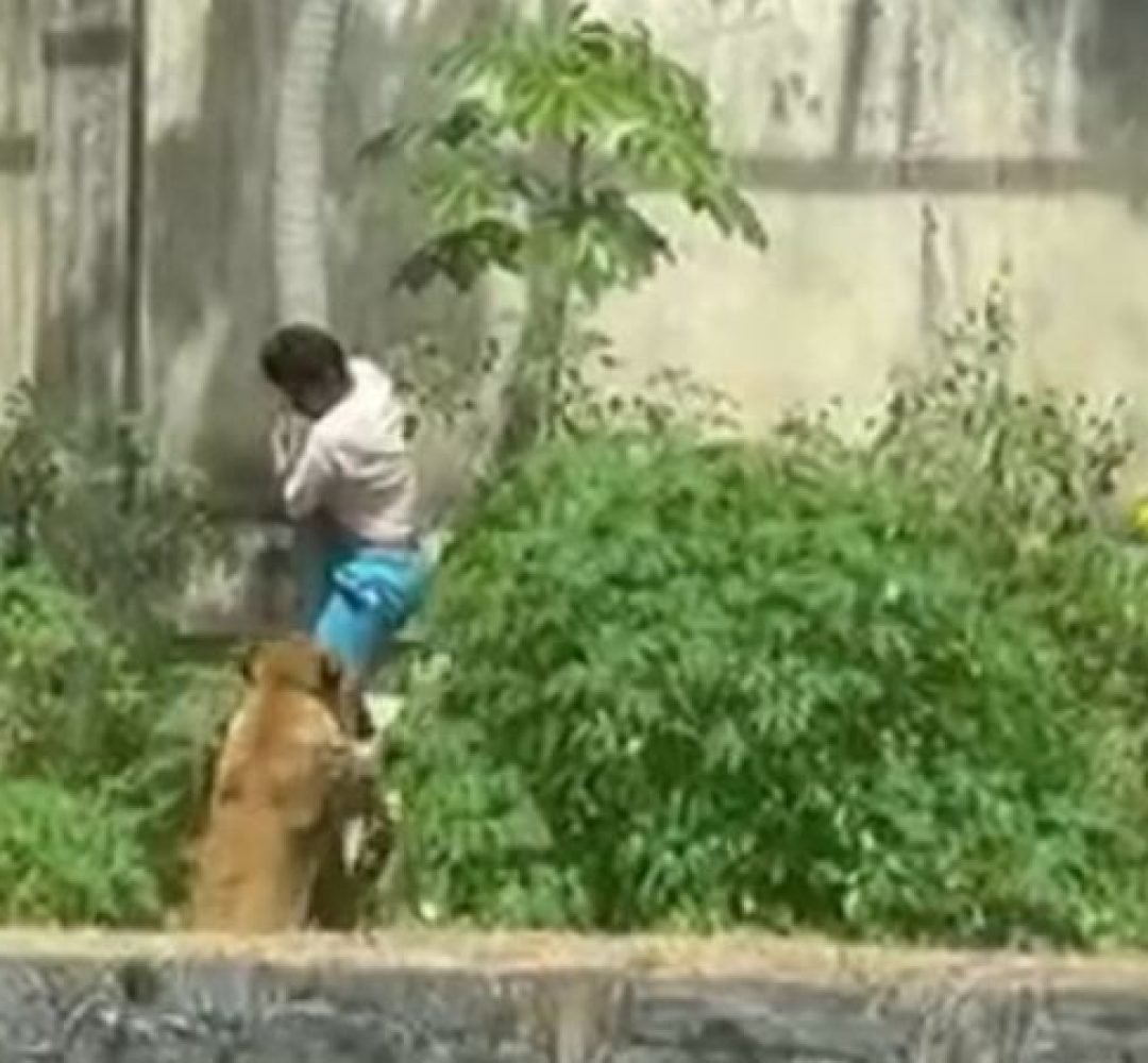 Homem morre após invadir recinto de leoa em João Pessoa