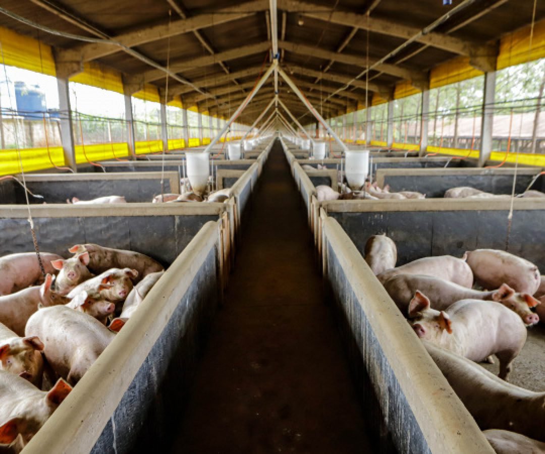 21,3 mil toneladas: exportações paranaenses de suínos têm melhor resultado para março