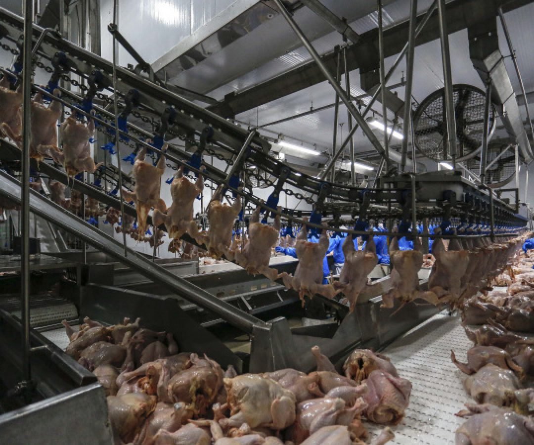 Adapar regulamenta cadastro de empresas para trabalho de inspeção de animais de corte