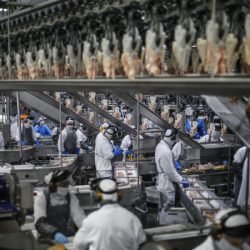 Paraná exportou frango para 150 mercados internacionais em 2025, maior patamar do País