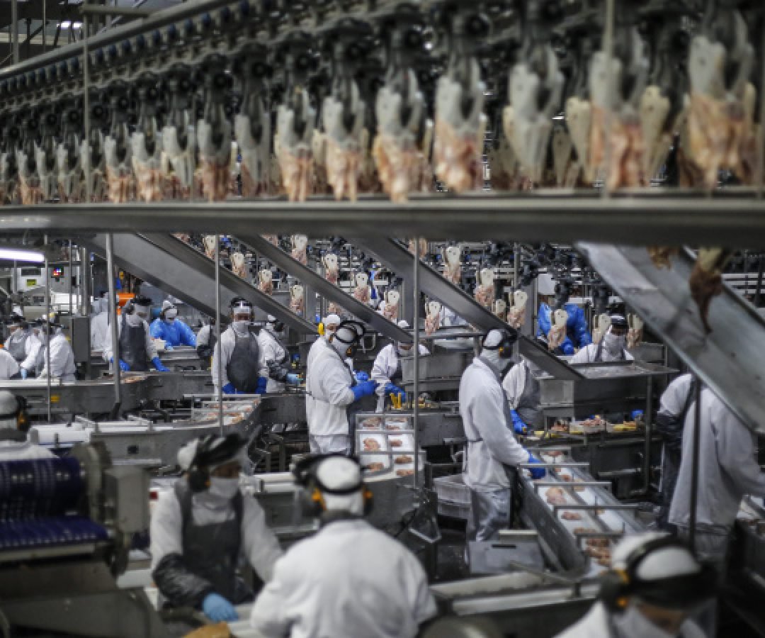 Paraná exportou frango para 150 mercados internacionais em 2025, maior patamar do País