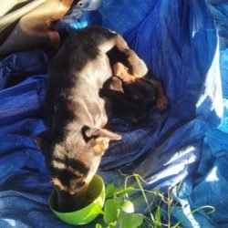 Cachorra abandonada com filhote é resgatada em pátio da Receita Federal e precisa de lar