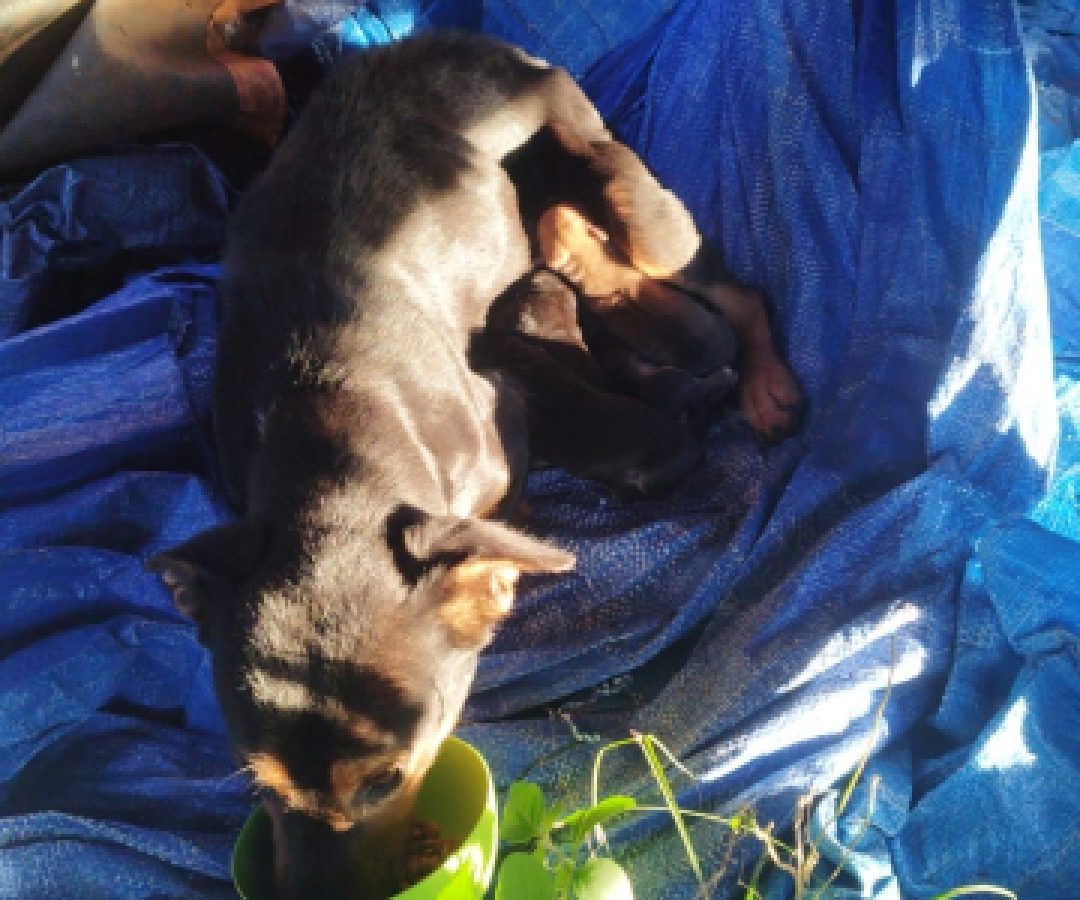 Cachorra abandonada com filhote é resgatada em pátio da Receita Federal e precisa de lar