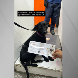 cachorra.png