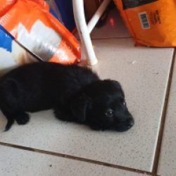 Cachorrinha filhote está disponível para adoção