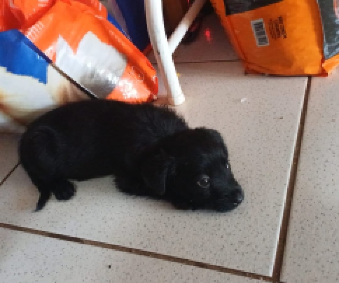 Cachorrinha filhote está disponível para adoção