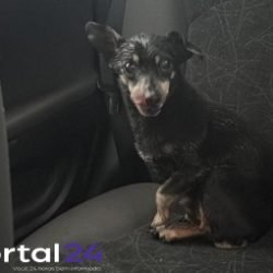 Cachorrinho é encontrado nas proximidades do Bairro Neva e aguarda localização dos tutores