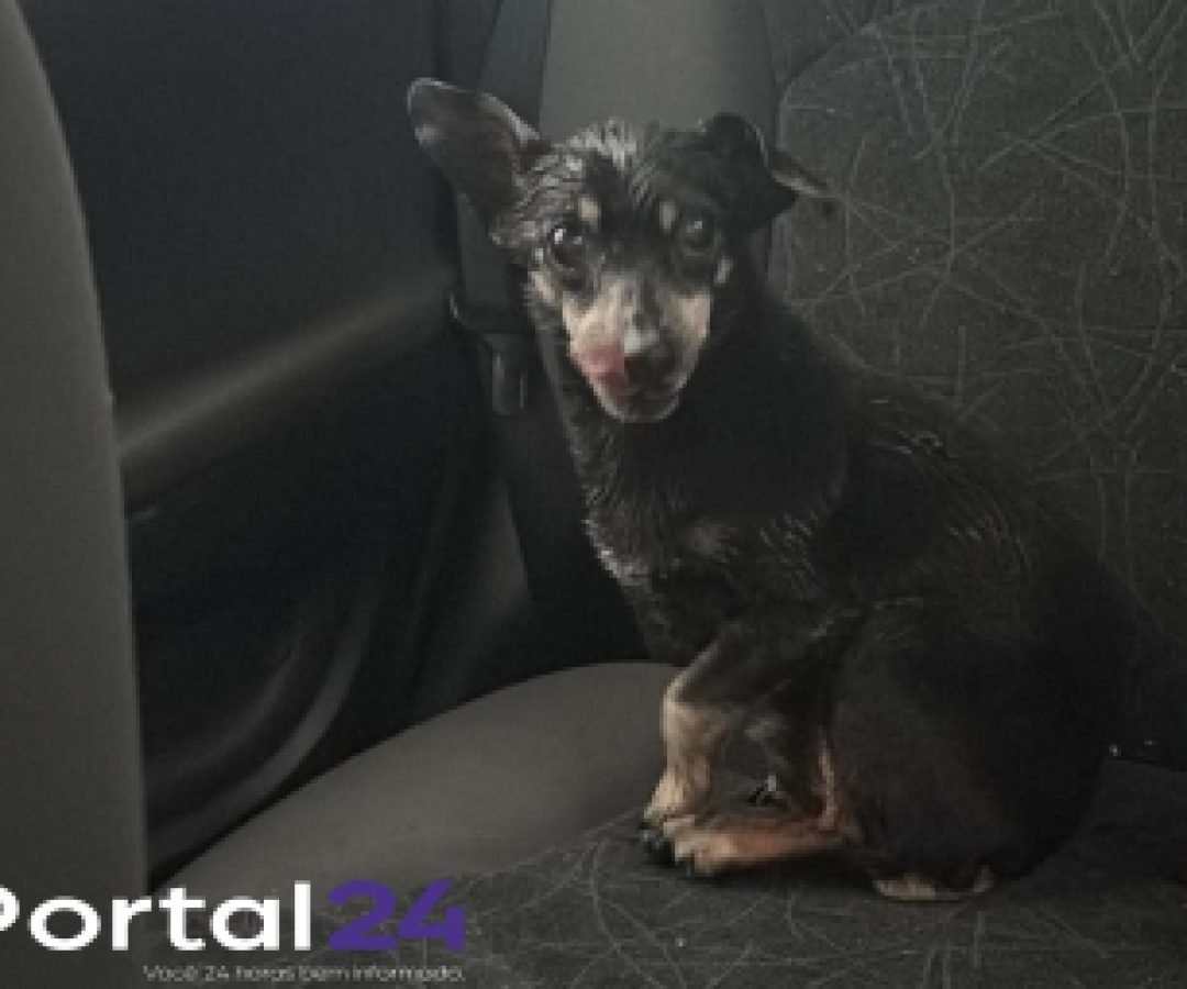 Cachorrinho é encontrado nas proximidades do Bairro Neva e aguarda localização dos tutores