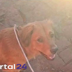 Cachorro abandonado próximo ao Contorno Oeste procura um novo lar em Cascavel