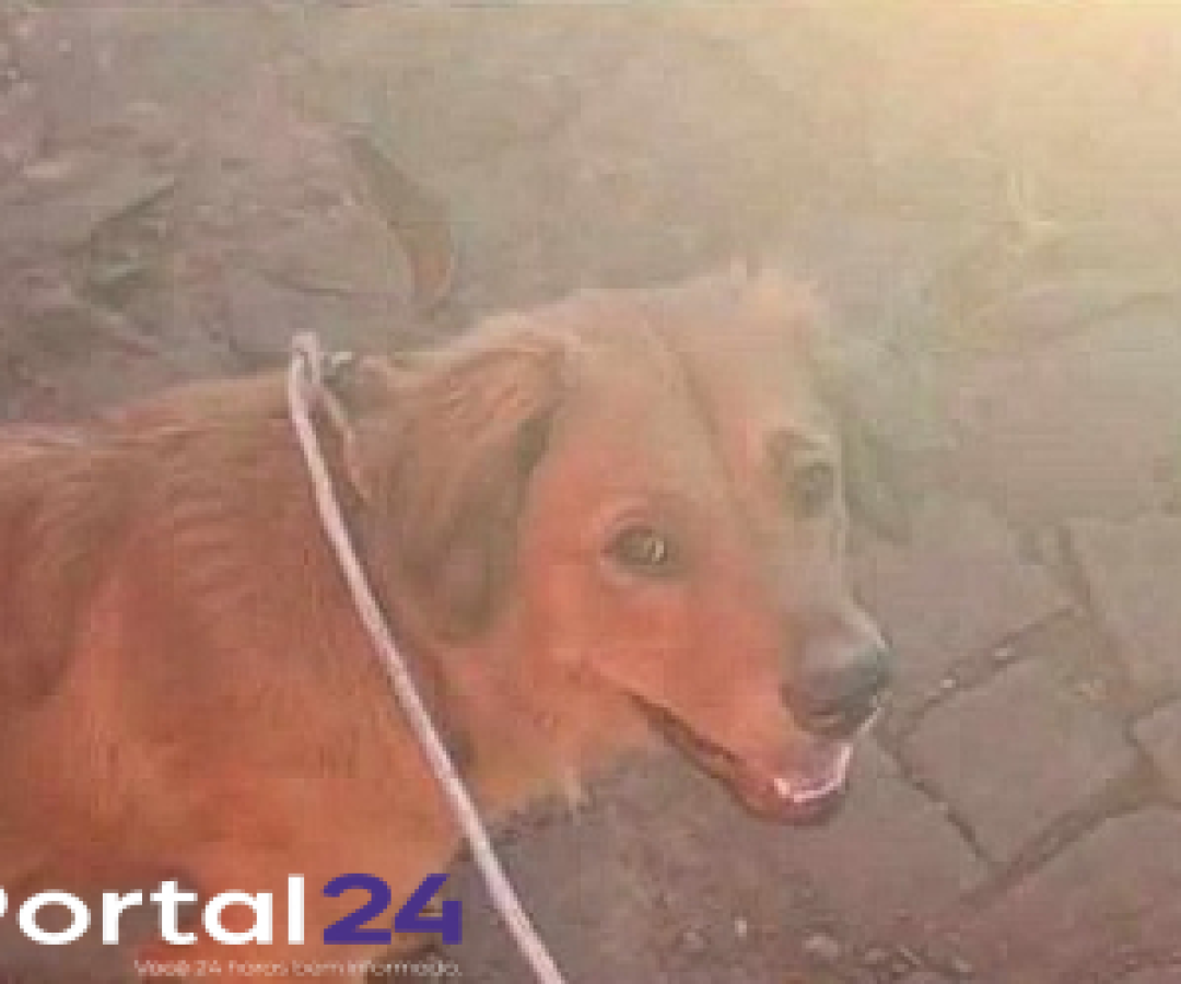 Cachorro abandonado próximo ao Contorno Oeste procura um novo lar em Cascavel