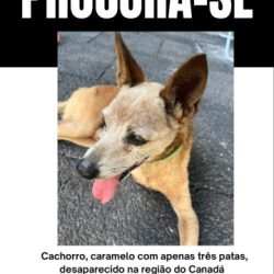Cachorro caramelo está desaparecido no Bairro Canadá