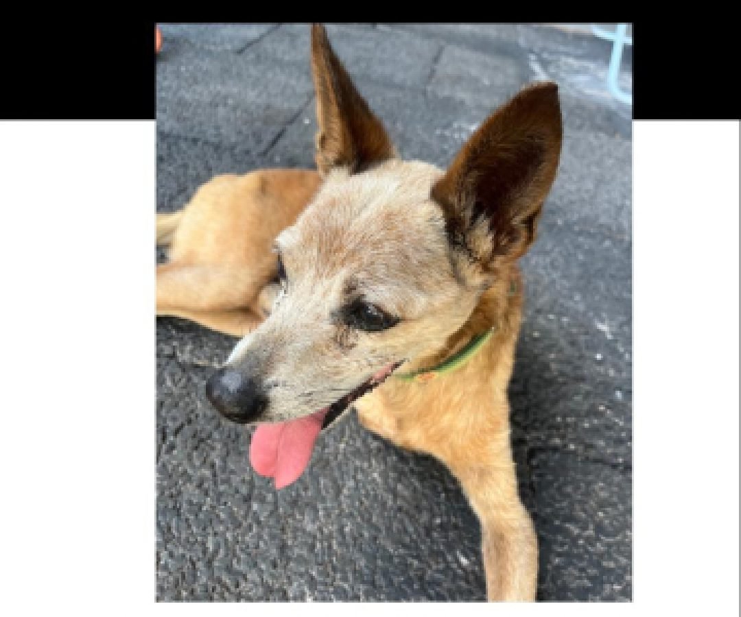 Cachorro caramelo está desaparecido no Bairro Canadá