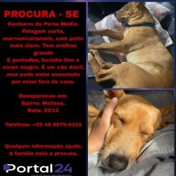 Cachorro desaparece na região do Melissa 2 e família pede ajuda em Cascavel