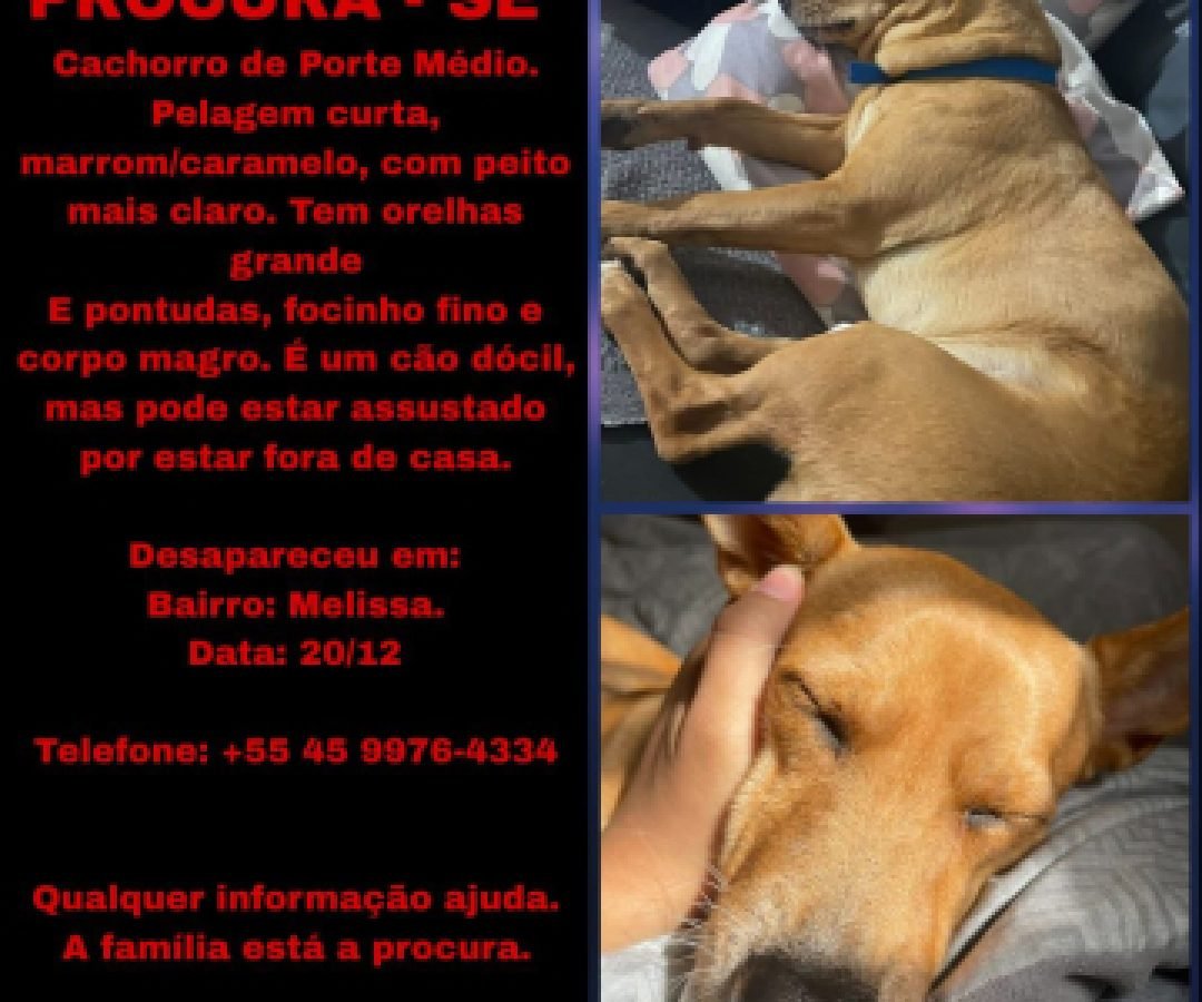 Cachorro desaparece na região do Melissa 2 e família pede ajuda em Cascavel