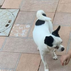 Cachorro desaparece no bairro Parque dos Ipês e mobiliza moradores