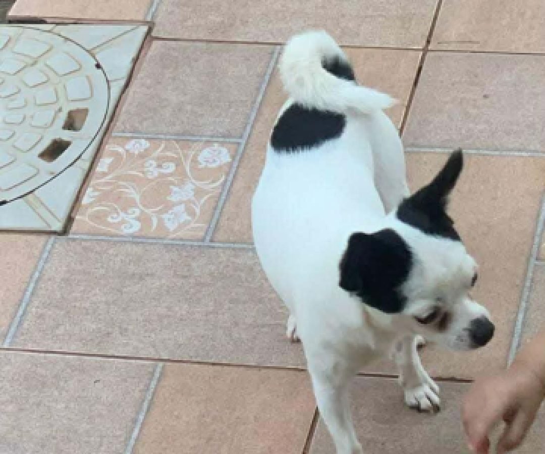 Cachorro desaparece no bairro Parque dos Ipês e mobiliza moradores
