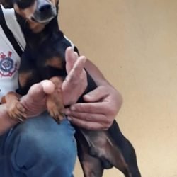 Cachorro desaparecido no bairro Colonial, em Cascavel