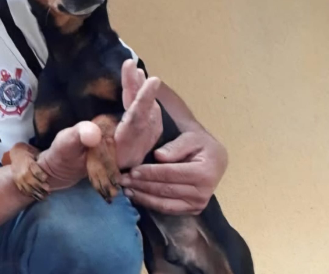 Cachorro desaparecido no bairro Colonial, em Cascavel