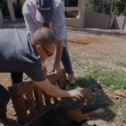 Cachorro é resgatado de dentro de bueiro no Universitário