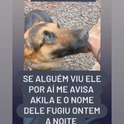 Cachorro Pastor Alemão está desaparecido