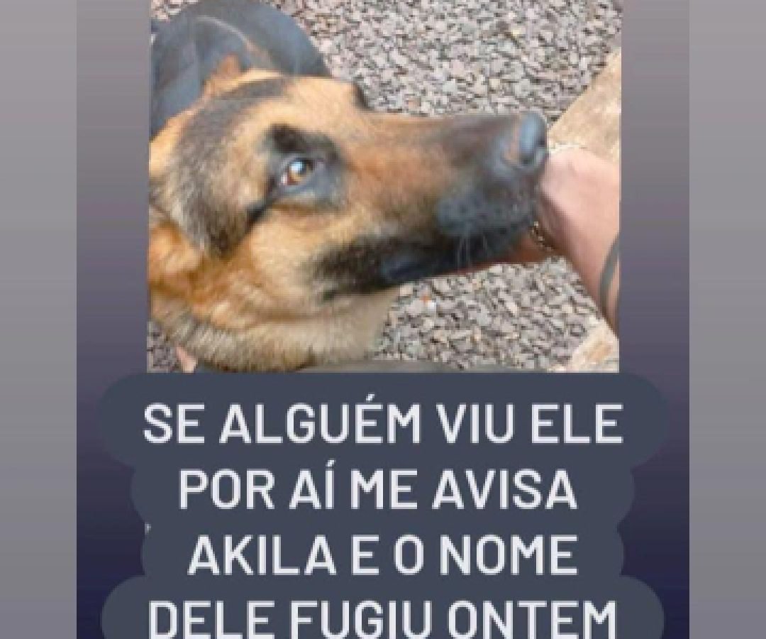 Cachorro Pastor Alemão está desaparecido