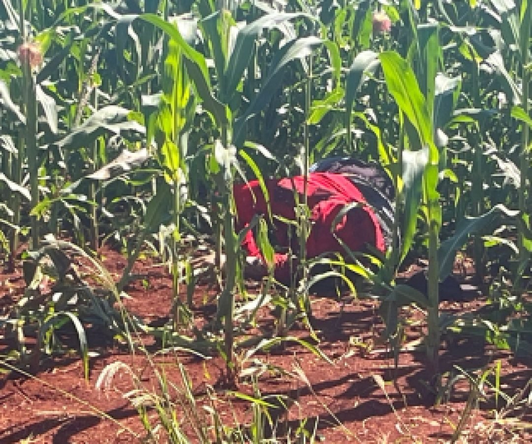 Cadáver com marcas de tiros é localizado em São Miguel do Iguaçu