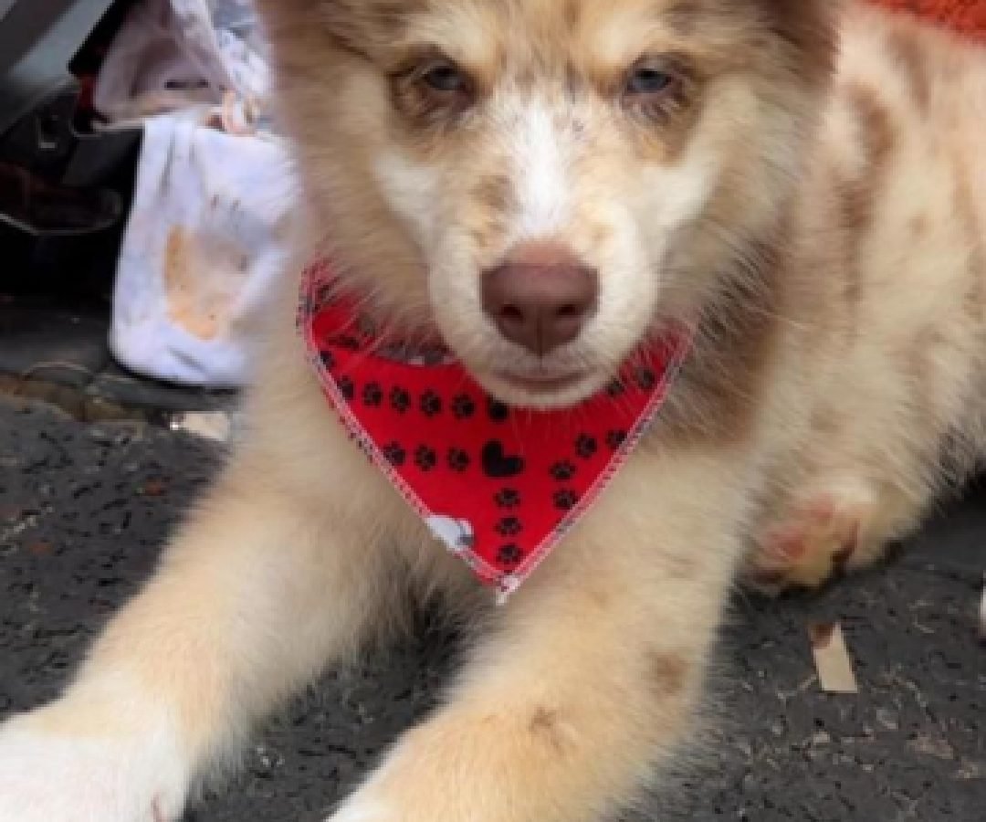 Cadela desaparece e família faz apelo por informações em Cascavel