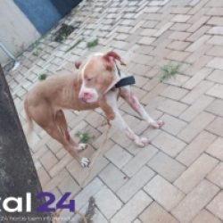 Cadela se solta, briga com outro cachorro e caso de maus-tratos é constatado em Cascavel