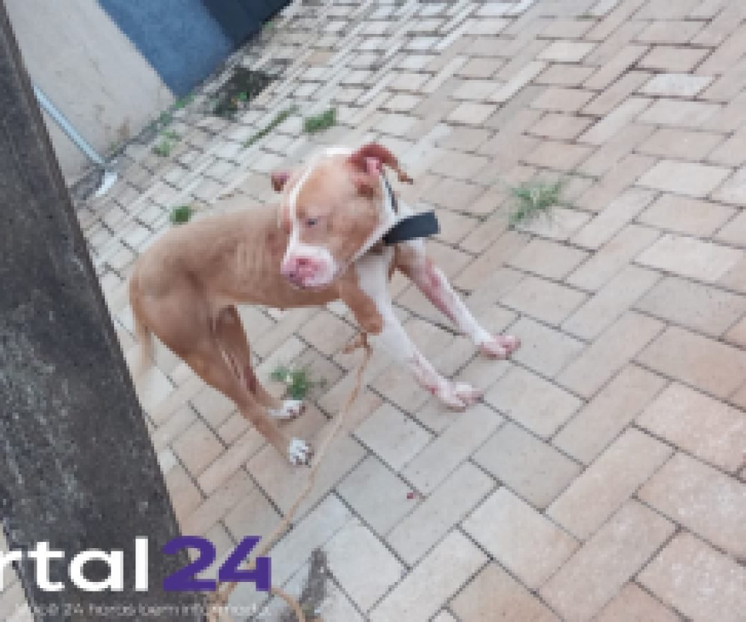 Cadela se solta, briga com outro cachorro e caso de maus-tratos é constatado em Cascavel