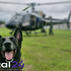 Cães farejadores ajudam PCPR a apreender armas e haxixe na Rodoviária de Curitiba