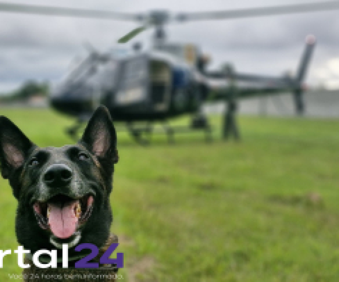 Cães farejadores ajudam PCPR a apreender armas e haxixe na Rodoviária de Curitiba